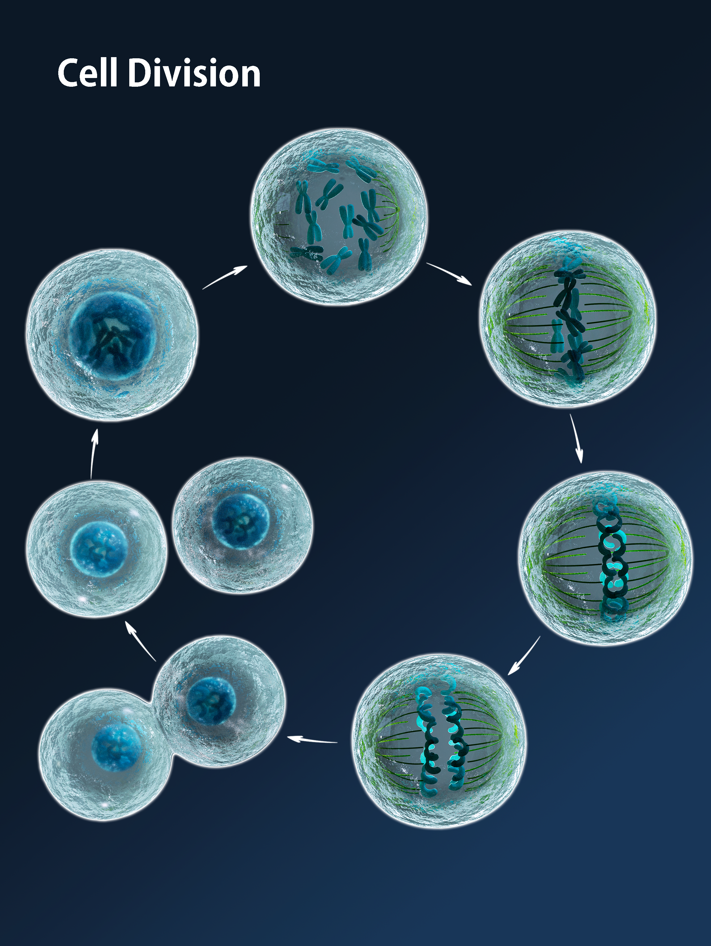 Cell_Division